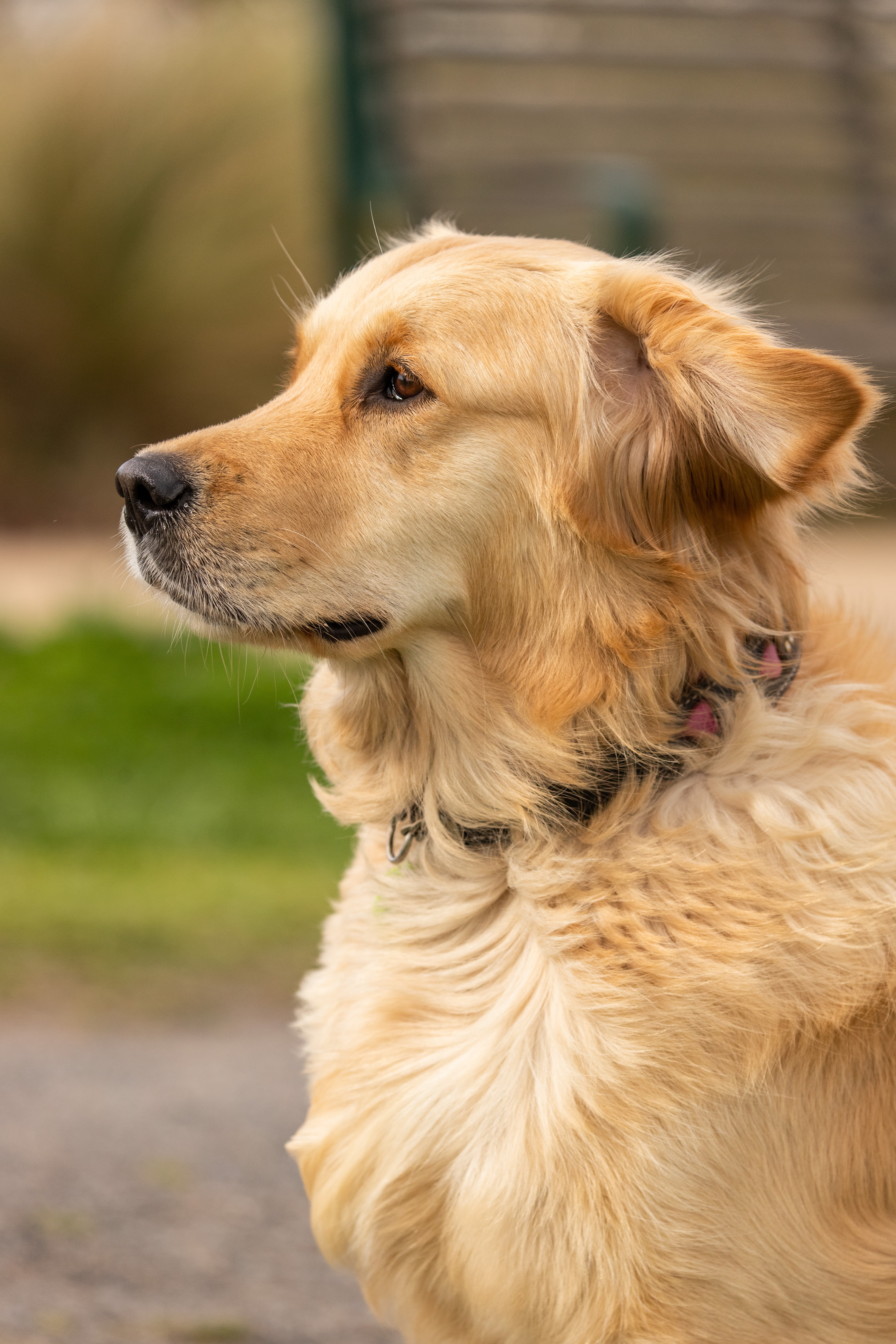 golden retriever