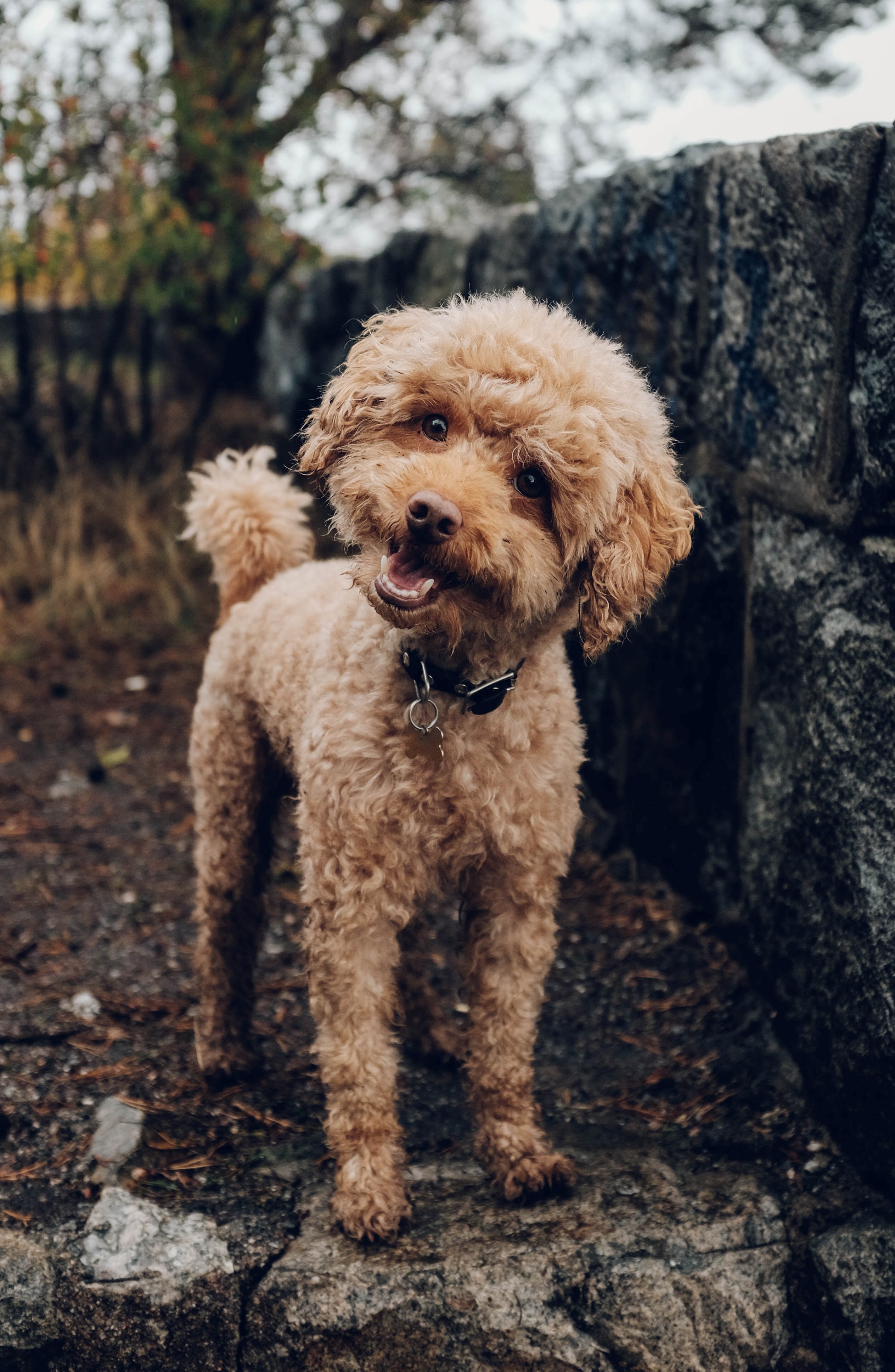 poodle