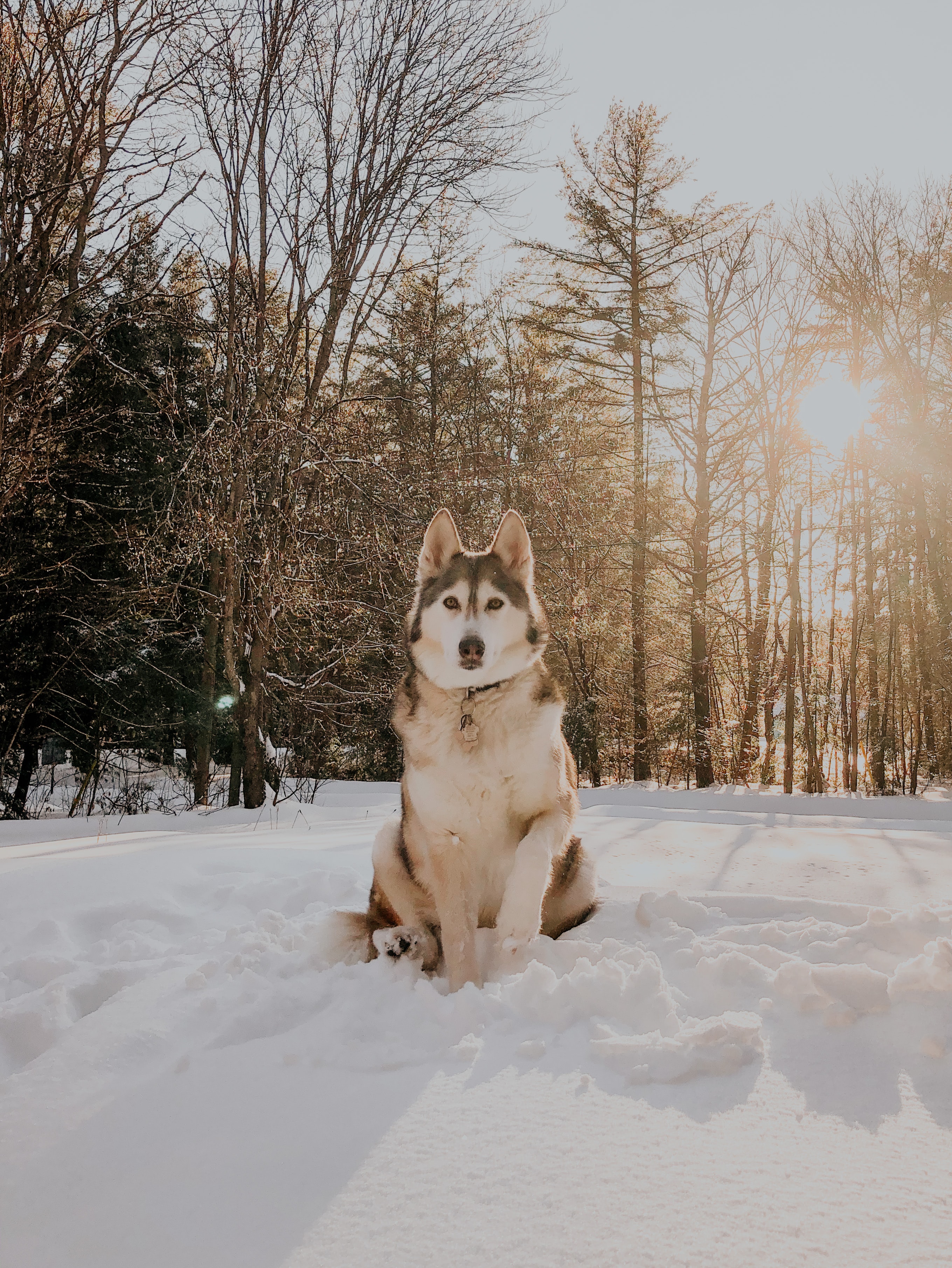 siberian